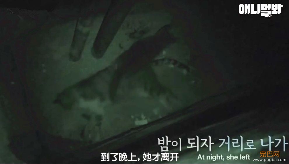她不知妈妈死了，把捡到的肉喂给妈妈，自己胃里全是石头···-5.jpeg