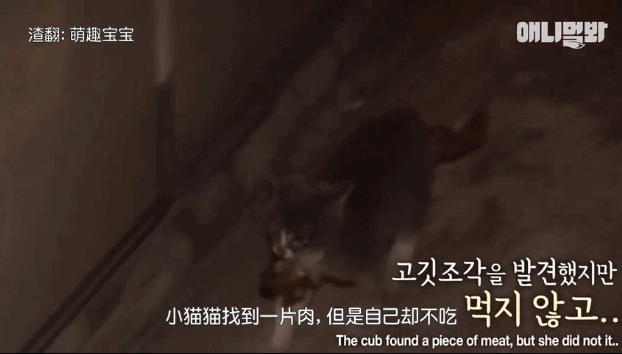 她不知妈妈死了，把捡到的肉喂给妈妈，自己胃里全是石头···-9.gif