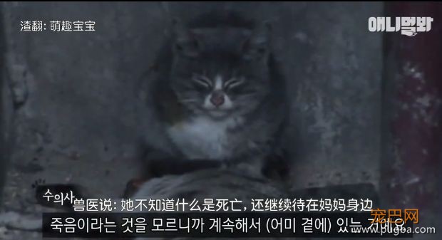 她不知妈妈死了，把捡到的肉喂给妈妈，自己胃里全是石头···-11.jpeg