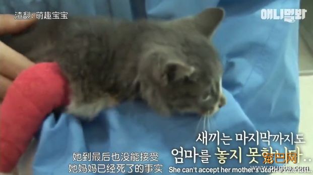 她不知妈妈死了，把捡到的肉喂给妈妈，自己胃里全是石头···-23.jpeg
