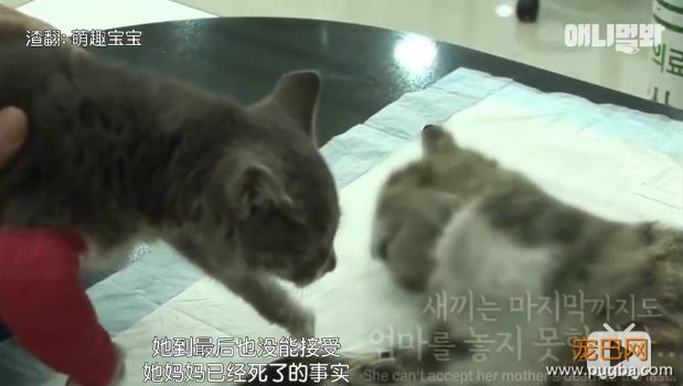 她不知妈妈死了，把捡到的肉喂给妈妈，自己胃里全是石头···-22.jpeg