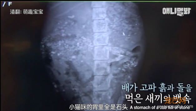 她不知妈妈死了，把捡到的肉喂给妈妈，自己胃里全是石头···-17.jpeg