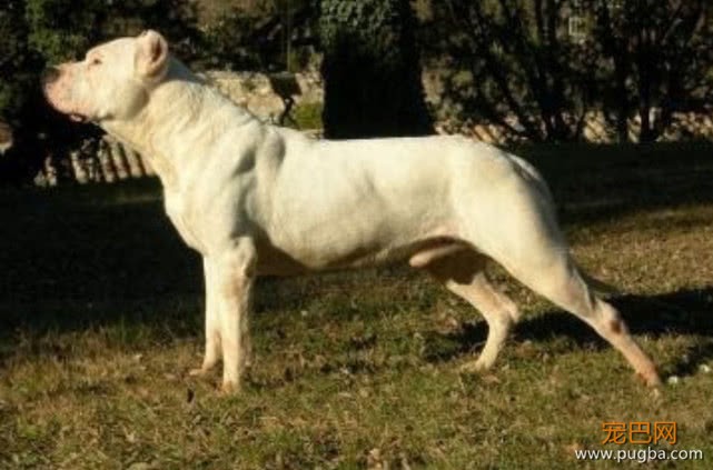盘点世界上最凶猛的4种狗狗，比特犬上榜，赶快来看看吧-2.jpeg