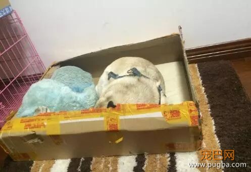 在你看来狗窝是用来给狗狗睡觉的，可狗子不这么觉得……-1.jpeg