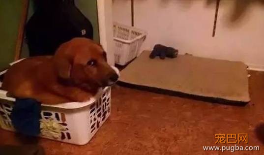 在你看来狗窝是用来给狗狗睡觉的，可狗子不这么觉得……-10.jpeg