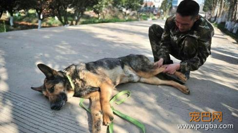 退役警犬卖给狗贩？其实警犬们的退休生活是这样的...-3.jpeg