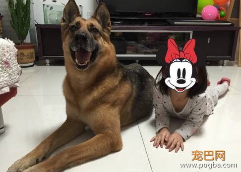 退役警犬卖给狗贩？其实警犬们的退休生活是这样的...-4.jpeg