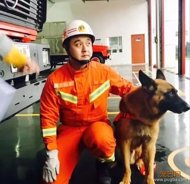 退役警犬卖给狗贩？其实警犬们的退休生活是这样的...-7.jpeg