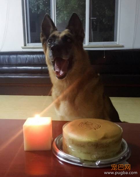 退役警犬卖给狗贩？其实警犬们的退休生活是这样的...-6.jpeg
