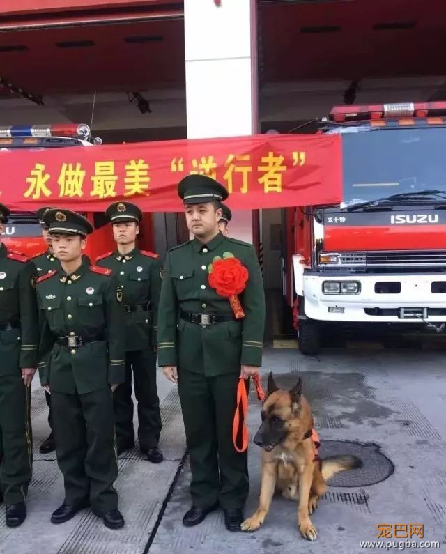退役警犬卖给狗贩？其实警犬们的退休生活是这样的...-8.jpeg