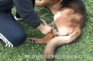 退役警犬卖给狗贩？其实警犬们的退休生活是这样的...-9.gif