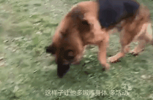 退役警犬卖给狗贩？其实警犬们的退休生活是这样的...-10.gif