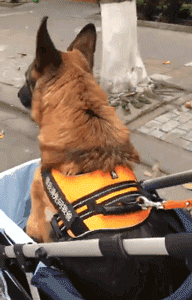 退役警犬卖给狗贩？其实警犬们的退休生活是这样的...-13.gif