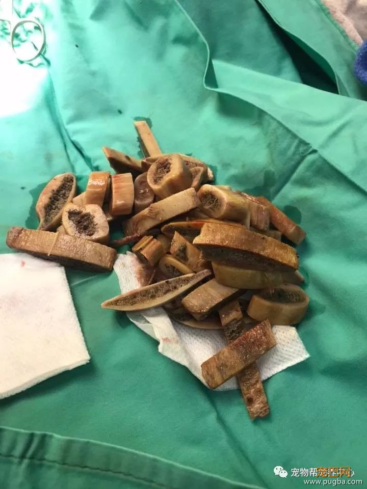 3个月大小狗肠胃里竟塞满46根骨头，手术虽然成功，但它还是死了...-4.jpeg