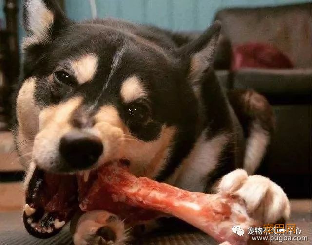 3个月大小狗肠胃里竟塞满46根骨头，手术虽然成功，但它还是死了...-5.jpeg