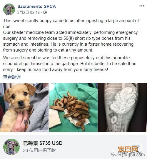 3个月大小狗肠胃里竟塞满46根骨头，手术虽然成功，但它还是死了...-3.jpeg