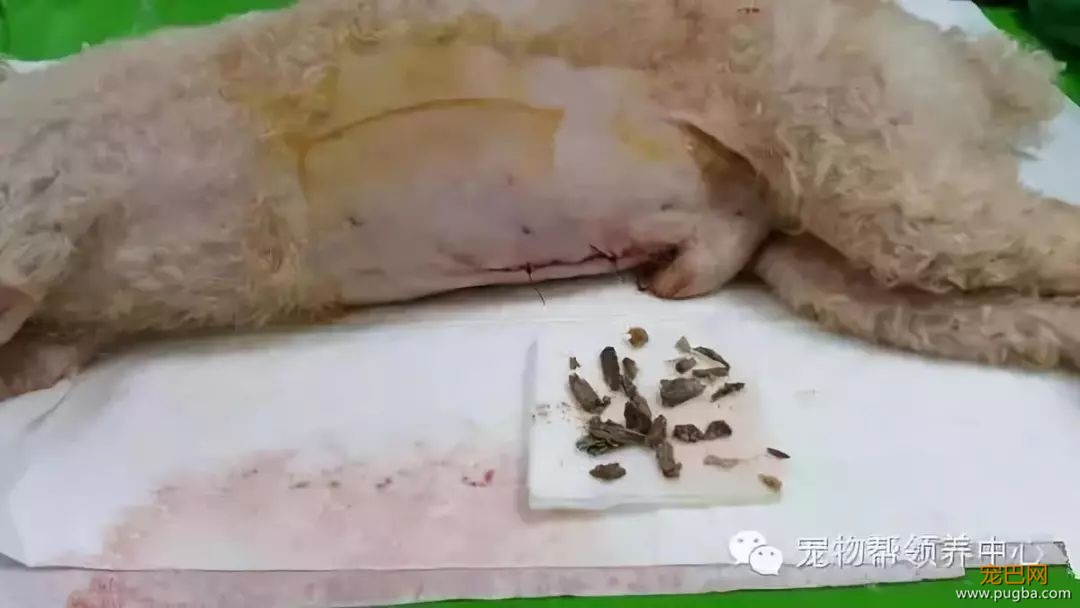 3个月大小狗肠胃里竟塞满46根骨头，手术虽然成功，但它还是死了...-6.jpeg