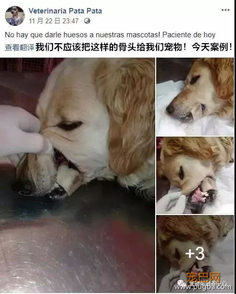 3个月大小狗肠胃里竟塞满46根骨头，手术虽然成功，但它还是死了...-8.jpeg