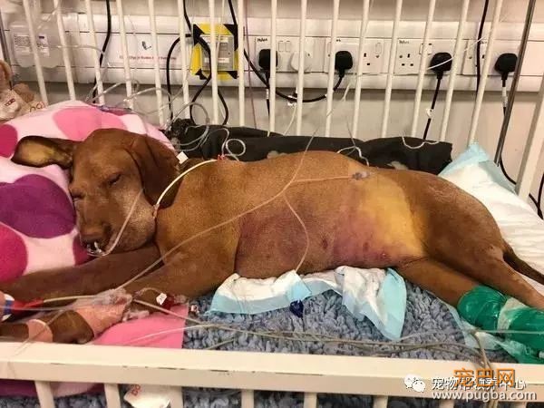 3个月大小狗肠胃里竟塞满46根骨头，手术虽然成功，但它还是死了...-12.jpeg
