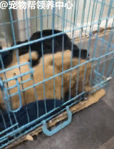 3个月大小狗肠胃里竟塞满46根骨头，手术虽然成功，但它还是死了...-15.gif