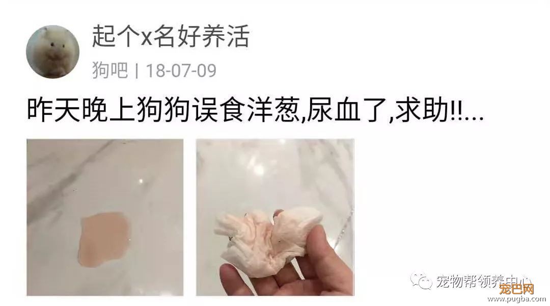 3个月大小狗肠胃里竟塞满46根骨头，手术虽然成功，但它还是死了...-18.jpeg