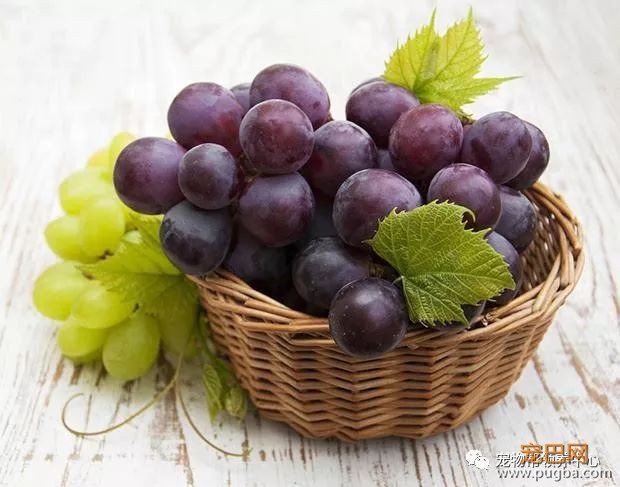 3个月大小狗肠胃里竟塞满46根骨头，手术虽然成功，但它还是死了...-21.jpeg