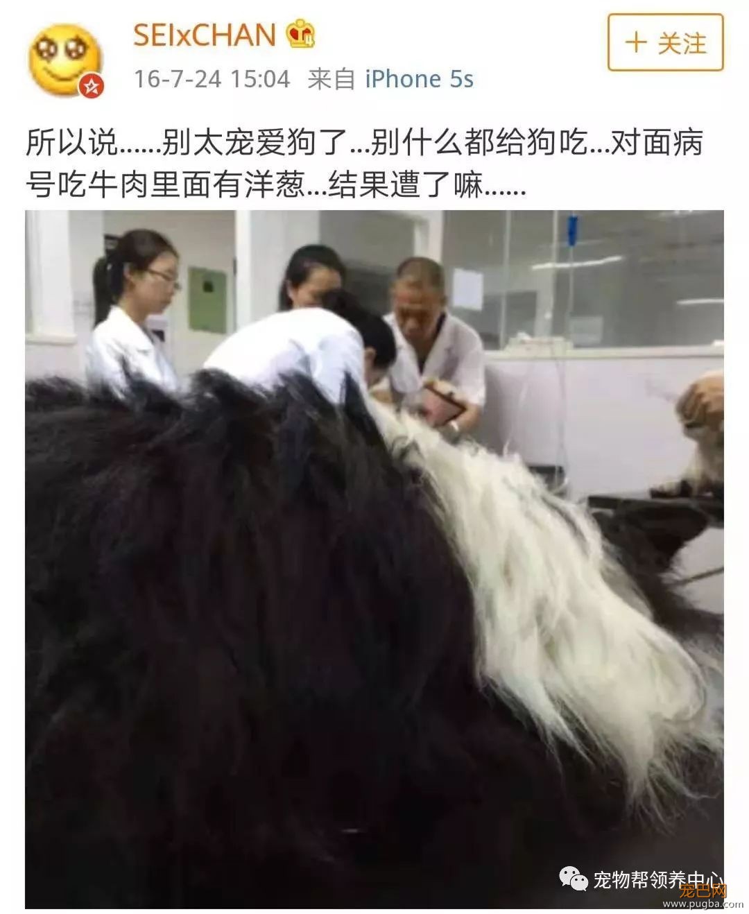 3个月大小狗肠胃里竟塞满46根骨头，手术虽然成功，但它还是死了...-20.jpeg