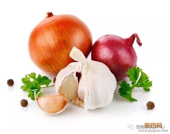 3个月大小狗肠胃里竟塞满46根骨头，手术虽然成功，但它还是死了...-17.jpeg