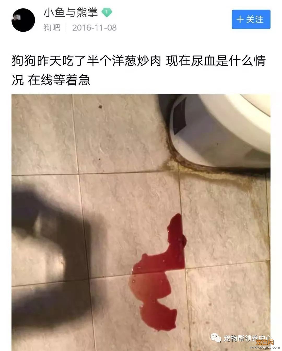 3个月大小狗肠胃里竟塞满46根骨头，手术虽然成功，但它还是死了...-19.jpeg