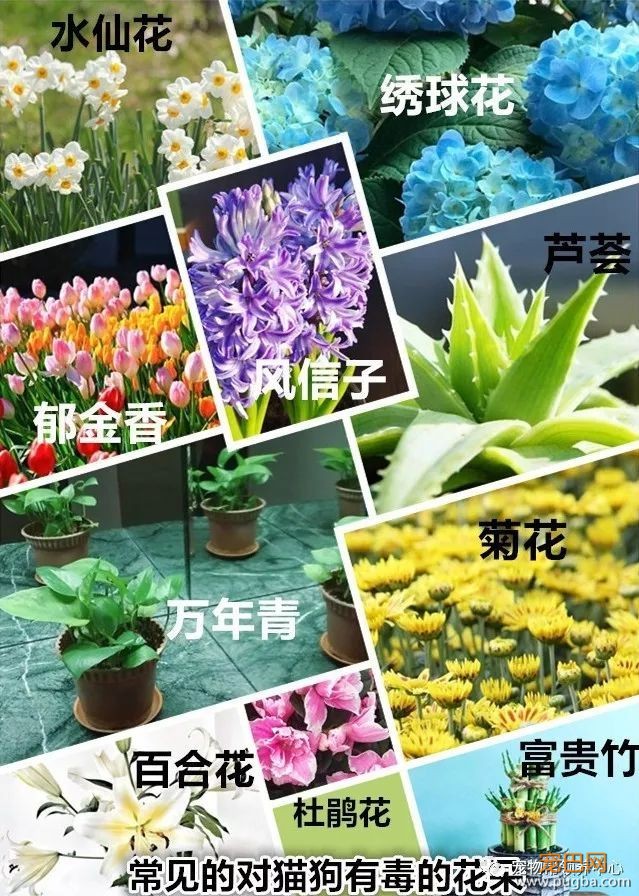 3个月大小狗肠胃里竟塞满46根骨头，手术虽然成功，但它还是死了...-24.jpeg