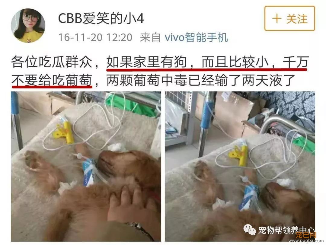 3个月大小狗肠胃里竟塞满46根骨头，手术虽然成功，但它还是死了...-23.jpeg