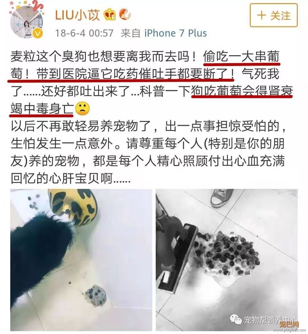 3个月大小狗肠胃里竟塞满46根骨头，手术虽然成功，但它还是死了...-22.jpeg