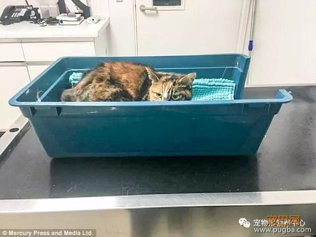 3个月大小狗肠胃里竟塞满46根骨头，手术虽然成功，但它还是死了...-27.jpeg
