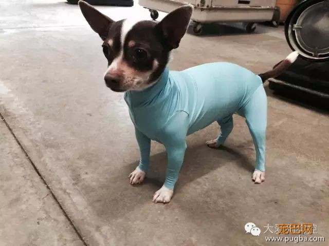 被狗狗乱掉毛弄的头大的主人，决定给狗狗穿上了“秋裤”-7.jpeg