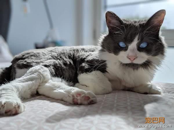 失明奶猫被妈妈弃养，眼球全灰宛如幽灵，主人就是爱这样的它-1.jpeg