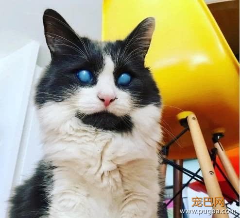失明奶猫被妈妈弃养，眼球全灰宛如幽灵，主人就是爱这样的它-2.jpeg