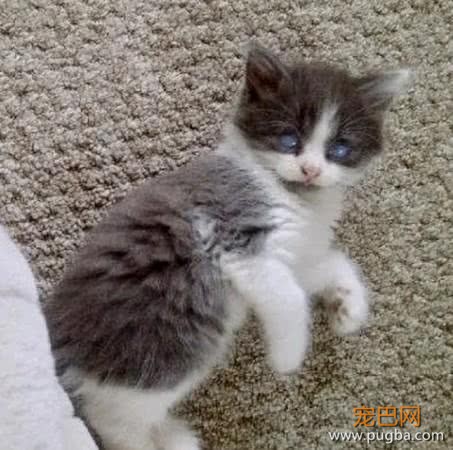 失明奶猫被妈妈弃养，眼球全灰宛如幽灵，主人就是爱这样的它-3.jpeg