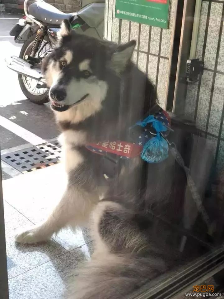 养了只阿拉斯加被人误会成二哈，主人干脆给它拴上个宝贝！-3.jpeg