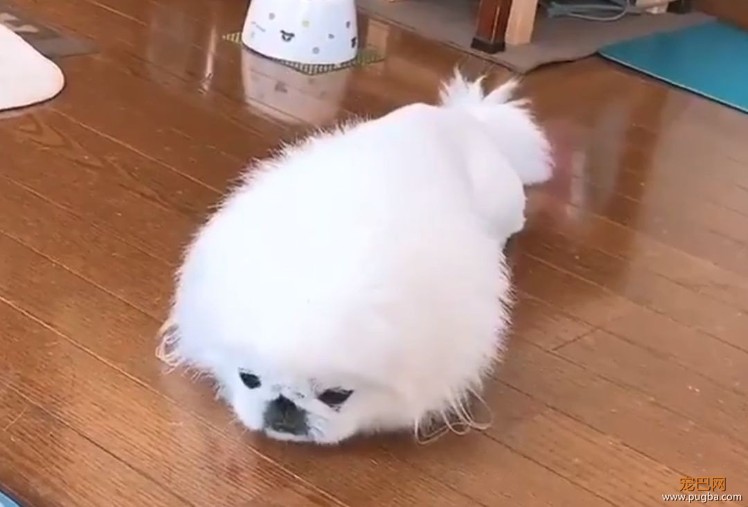 小京巴在线为大家表演如何一秒变海豹...想要同款！-1.jpeg