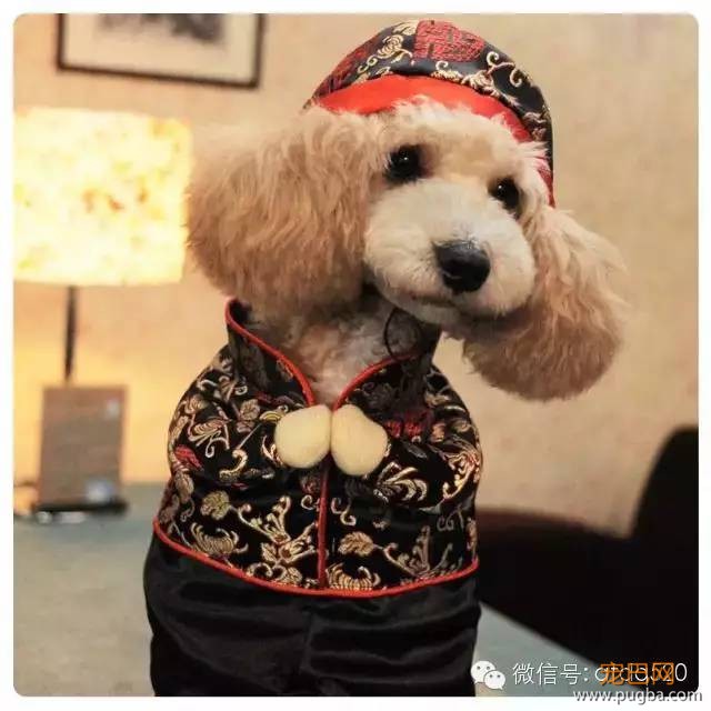 是时候练习了：如何训练泰迪拜年-1.jpeg