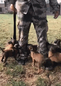 工作犬上班的第一天……真的萌出血啦！-13.gif