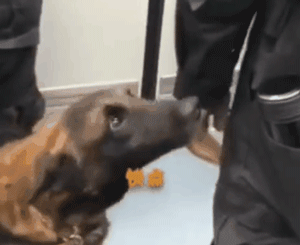 工作犬上班的第一天……真的萌出血啦！-15.gif