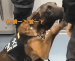 工作犬上班的第一天……真的萌出血啦！-14.gif