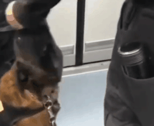 工作犬上班的第一天……真的萌出血啦！-16.gif