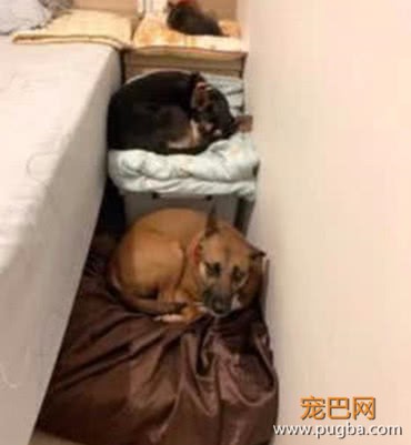 主人在床边制作小梯子，却被四只狗狗会错意，下一幕场景太搞笑-1.jpeg