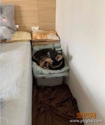 主人在床边制作小梯子，却被四只狗狗会错意，下一幕场景太搞笑-4.jpeg