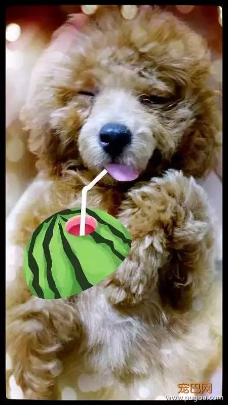 闪亮亮的眼睛里只有你，这毛茸茸的小东西叫人怎能不怜爱？-4.jpeg