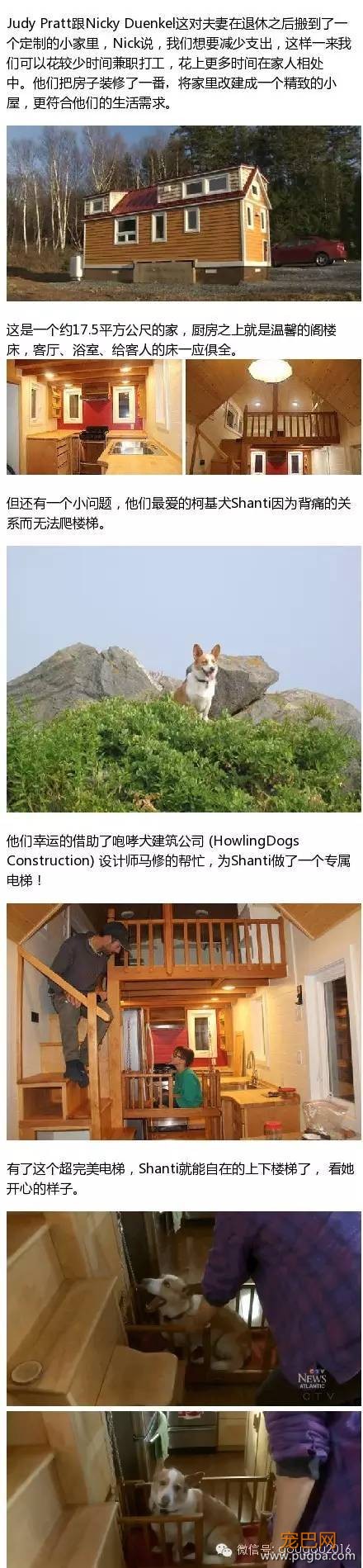 只有真正爱狗的人才能做到这些-1.jpeg