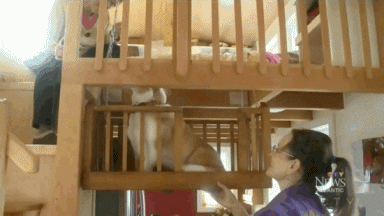 只有真正爱狗的人才能做到这些-3.gif