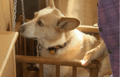 只有真正爱狗的人才能做到这些-2.gif